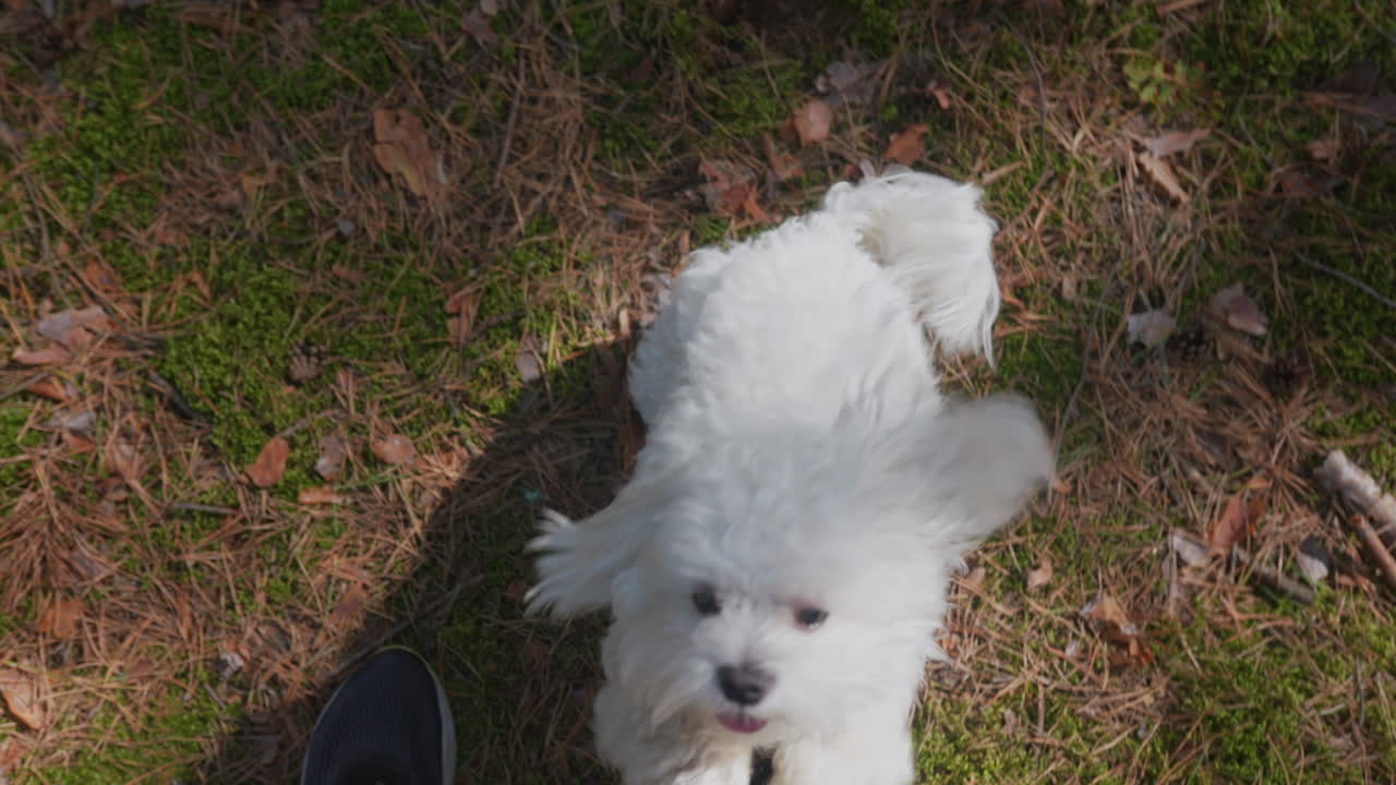 숲에서 개와 함께 산책하는 사람