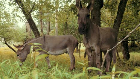 un par de burros salvajes en miniatura.