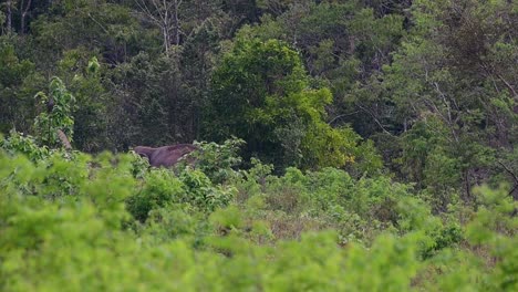 los elefantes asiáticos son especies en peligro de extinción y también son residentes de tailandia