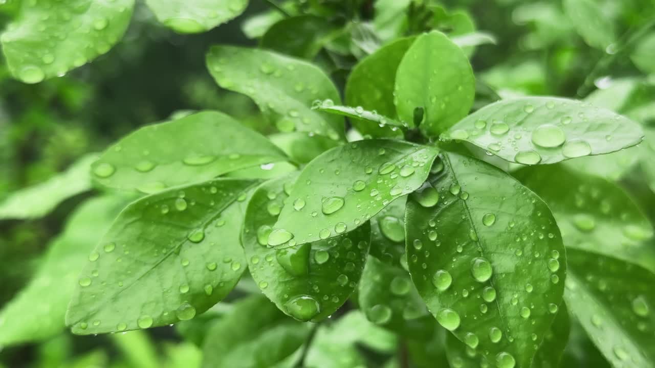 close-up of vibrant green leaves during the rain, covered in numerous glistening water droplets clinging to the smooth surface of the leaves, reflecting light and adding a fresh, dewy appearance