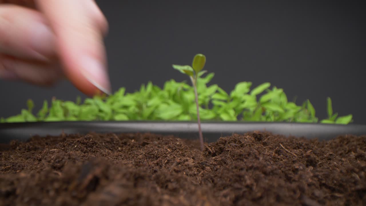 mujer planta las plántulas