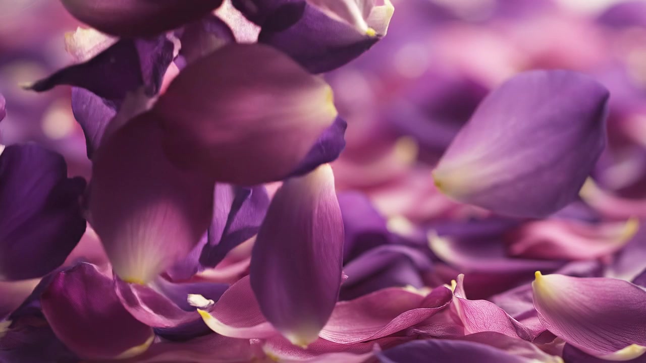 Baggrund med blød fokus af lyserøde og lilla faldende blomsterblade.