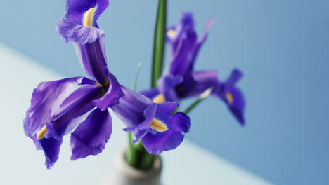 video de flores de iris púrpura en jarrón blanco con espacio de copia en fondo azul