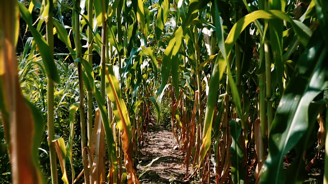 cornfield stalks with a dolly backwards