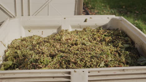 large plastic container with grapes - raw materials for wine production.