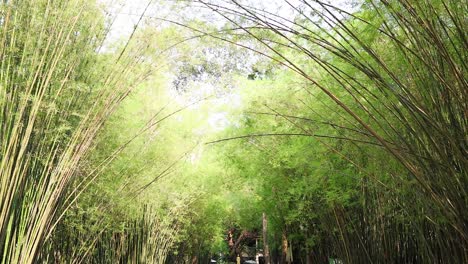 walking path under towering bamboo trees