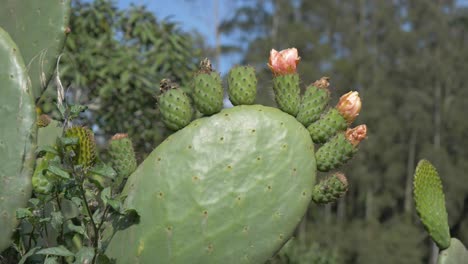 Gentle-panning-shot-showcases-a-prickly-pear-plant-with-its-ripe-fruits,-flowers,-almost-ready-for-harvest