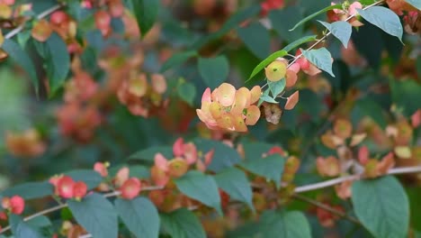 natural landscape zoom out shot of chinese hat plant, holmskioldia sanguinea with orange petals and round calyxes, against bushy, woody asian shrub background