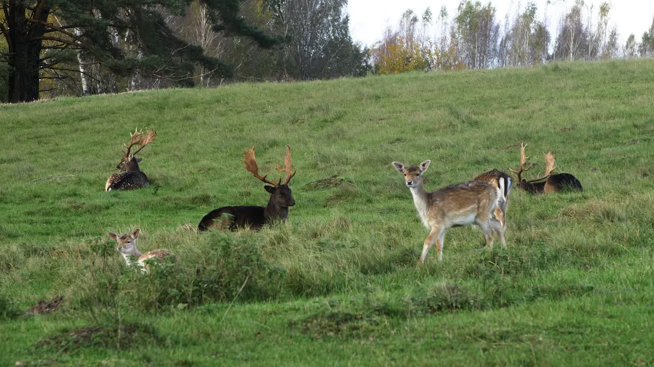 rebaño de ciervos en barbecho comiendo hierba verde exuberante, cámara lenta, día soleado de otoño, concepto de vida silvestre, disparo de mano medio lejano
