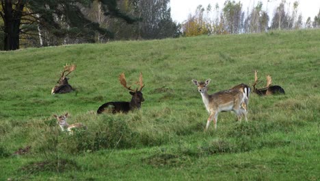 Fallow-deer-herd-eating-lush-green-grass,-slow-motion,-sunny-autumn-day,-wildlife-concept,-distant-medium-handheld-shot