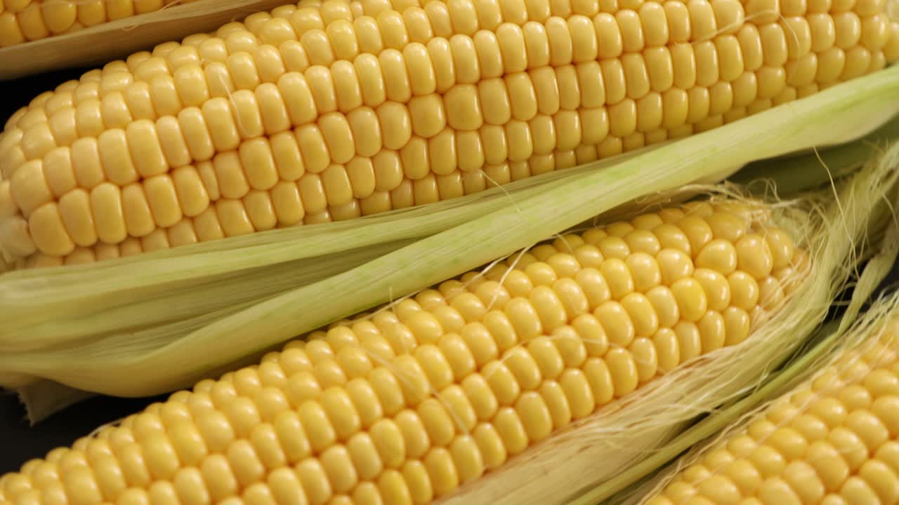 mazorcas de maíz dulce crudas y medio peladas que giran