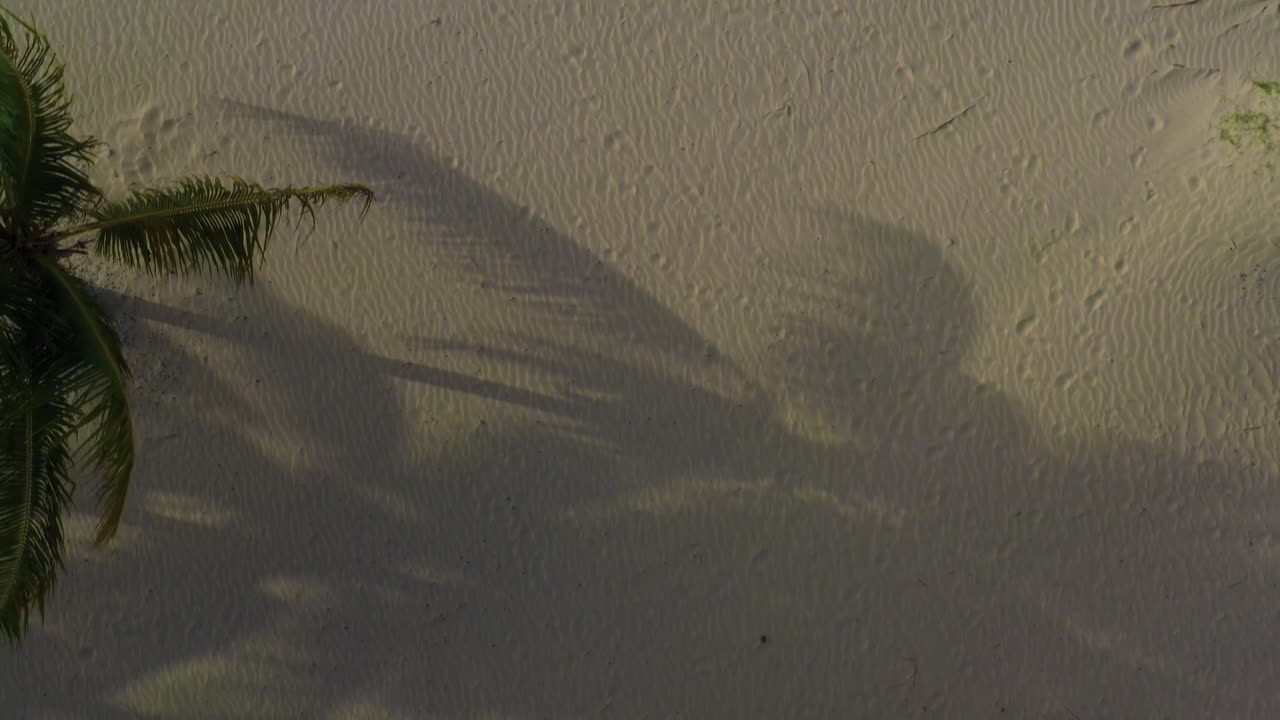A bidseye flyover of palm trees to the beach located on the coast of San Juan, Puerto Rico with several tourists relaxing near the water