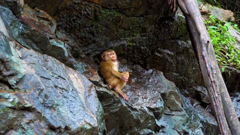 the monkey on the rock drinks water. animals in the wild. the natural habitat of monkeys