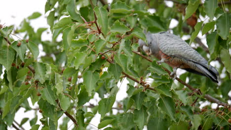 A-female-Gang-Gang-Cockatoo-foraging-food-from-a-suburban-street-tree