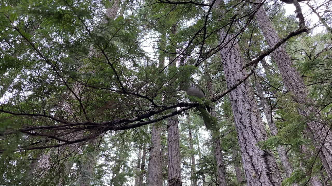 pájaro carbonero posado en la rama de un árbol en el bosque durante una caminata en mt storm king, washington, ee.uu. - ángulo bajo