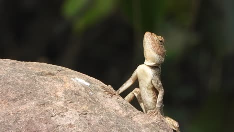 Lizard-waiting-for-hunt---relaxing-on-rock