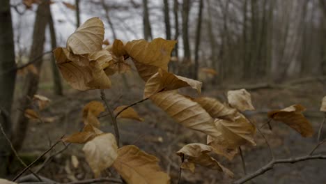 leaves blowing in the wind in the forest in jelenia gora, poland on a sunny autumn day - closeup pan right