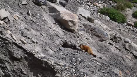 the long-tailed marmot  or golden marmot with burrow