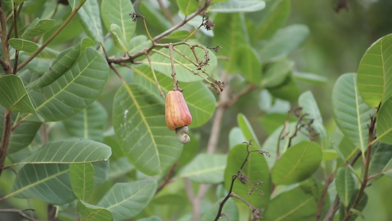 uma única fruta de caju crescendo na árvore