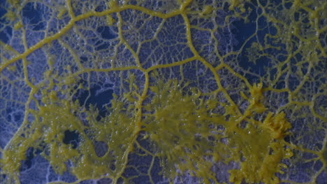 networks of cytoplasmic tubes of slime mold grow in time-lapse motion