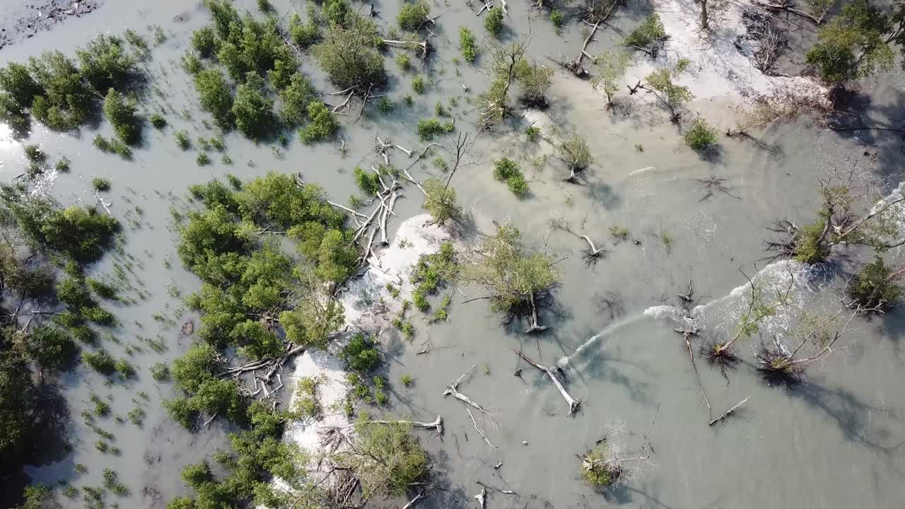 White sand and mangrove tree at Tanjung Piandang, Perak.