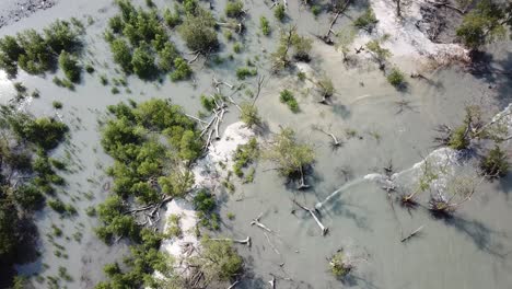 arena blanca y árbol de mangle en tanjung piandang, perak.