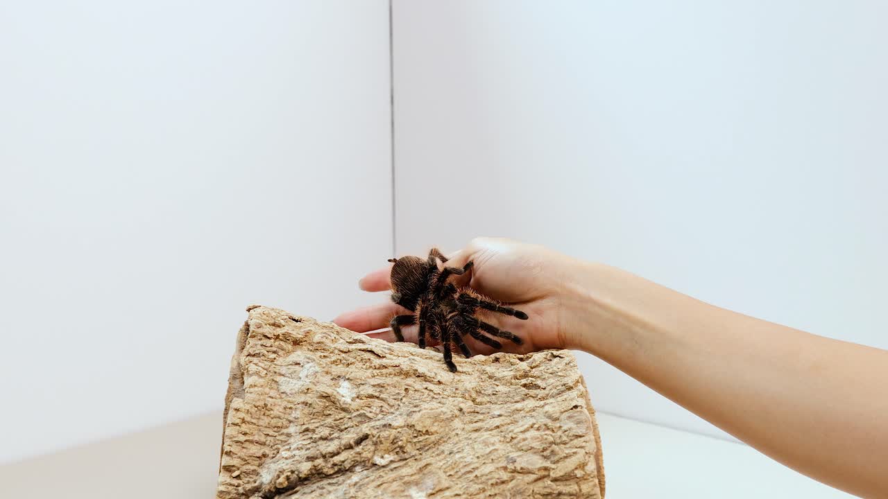 A tarantula moves across a person's hand against a simple, neutral background with soft lighting