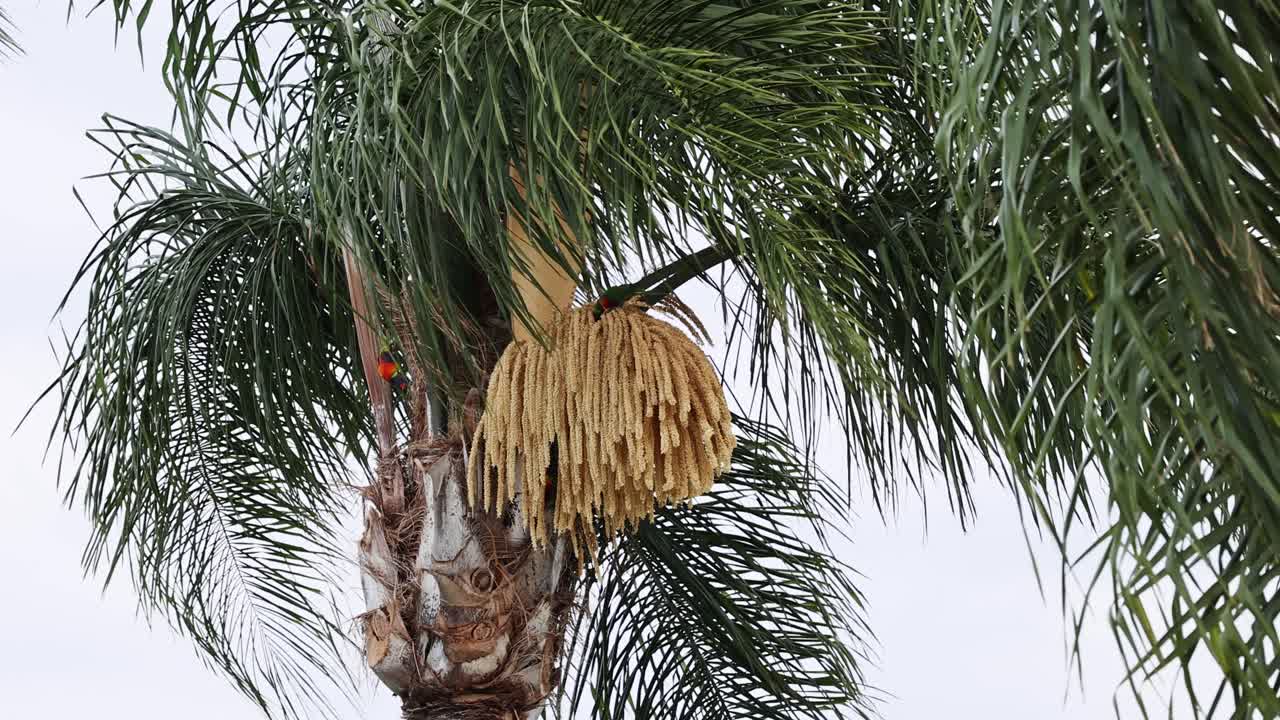 el lapso de tiempo de una palmera que se desprende de las hojas viejas