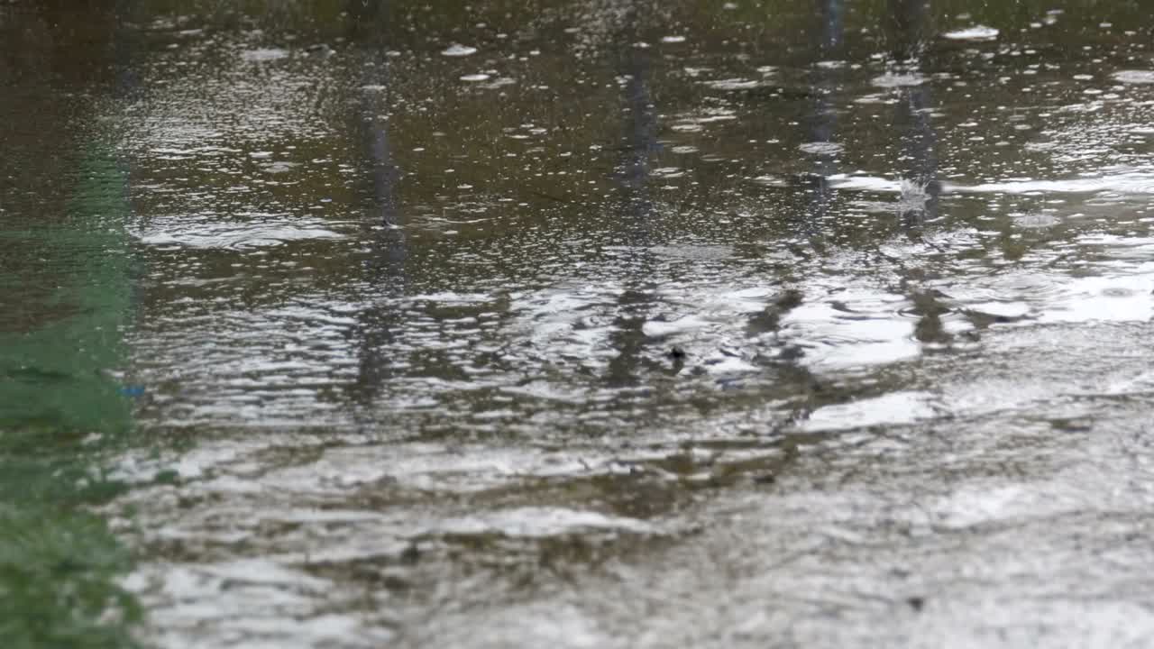 Drops of Rain Fall to the Pavement Forming a Puddle