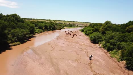 Antena-Sobre-Vacas-O-Ganado-Pastando-En-Un-Fangoso-Río-Cacadu-En-El-Municipio-Del-Distrito-De-Chris-Hani-De-Sudáfrica