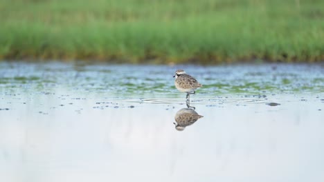 아프리카 서렌게티의 던린 (dunlin) 은 탄자니아의 습지에서 호수 물을 헤엄치고, 먹이를 먹고 는 물새, 야생 동물 자연 사파리, 낮은 각도에서 조용한 물에 반사됩니다.