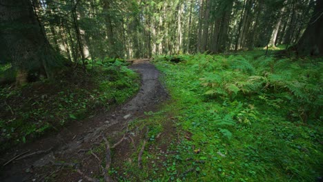 A-cyclist-is-riding-through-a-sprawling-forest-with-speed