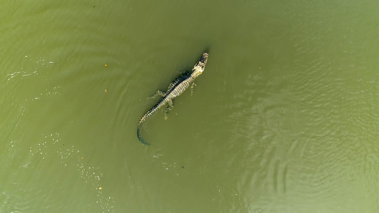 vista aérea de arriba del caimán negro que muestra el comportamiento territorial