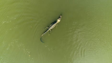 Aerial-top-view-of-Black-Caiman-showing-territorial-behaviour