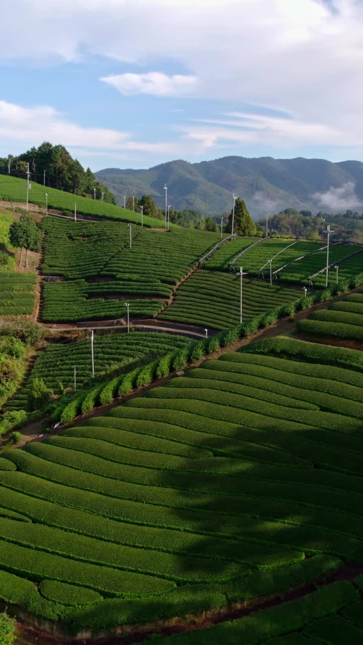 Vertical Aerial fly Matcha Tea Plantation Hills in Wazuka, Kyoto under Sunlight