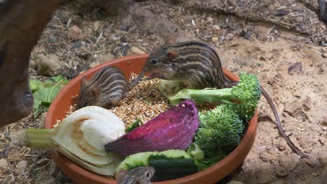 close up shot of cute striped grass mice eating fresh vegetables in bucket