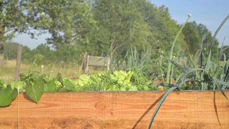 Cámara-Lenta-De-Riego-Por-Aspersión-De-Agua-En-El-Jardín-Con-Hierbas-Orgánicas-Biológicas-Naturales-Verdes,-Concepto-De-Cadena-Alimentaria