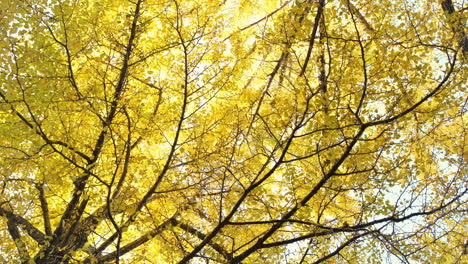 Low angle view of ginkgo tree in autumn
