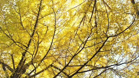 low angle view of ginkgo tree in autumn