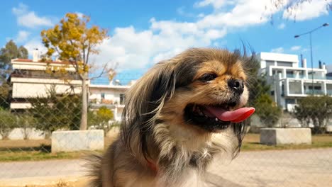 cute mini dog pekingese portrait at a dog park.