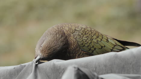 Pájaro-Kea-Adulto-Tirando-De-Lona-Rota-Con-Su-Pico