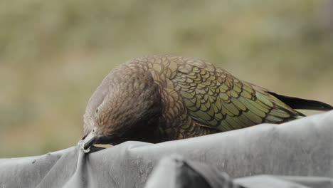 pájaro kea adulto tirando de un lienzo roto con su pico