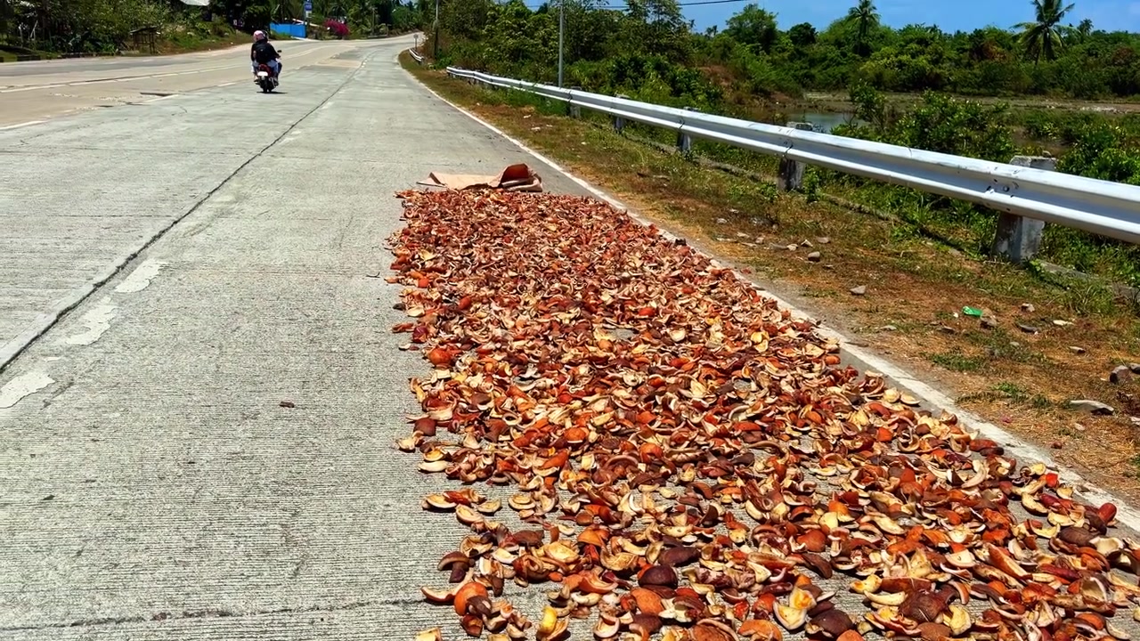 Fallen brown leaves scattered along quiet roadside with guardrail in natural outdoor setting