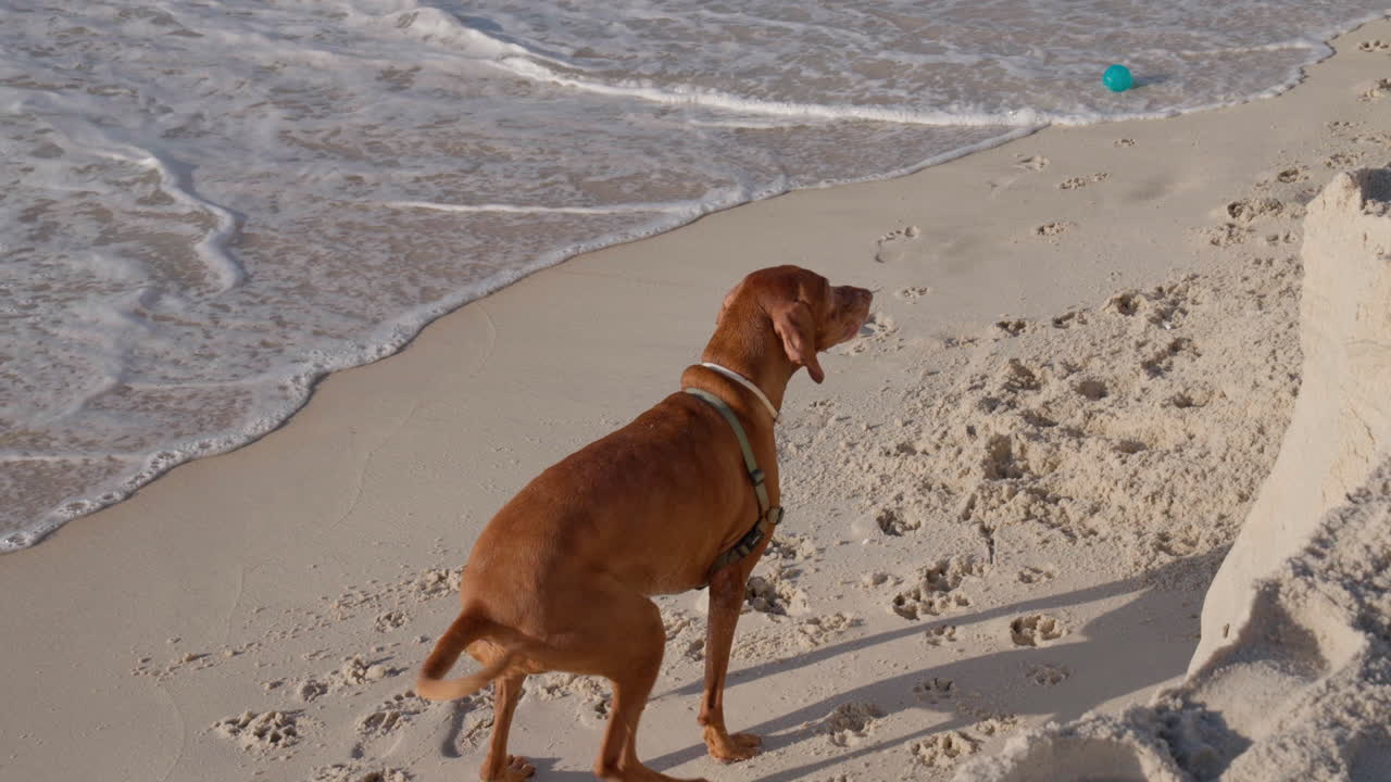 브라질 의 이파네마 해변 에 서 있는 작은 개