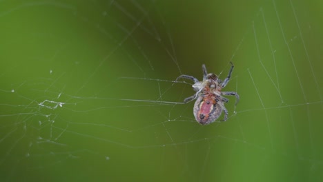 un díptero intenta en vano escapar tras ser atrapado por una araña versicolor alpaida
