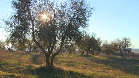 olivos cultivados en la ladera de una colina en toscana italia