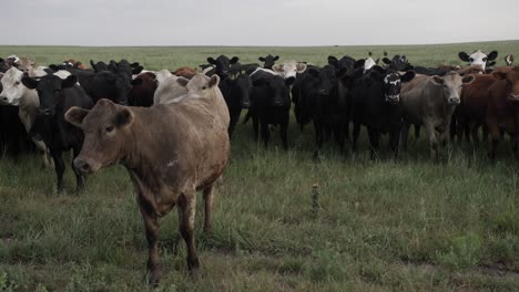 Drone-Se-Mueve-A-Través-De-La-Hierba-Verde-De-Las-Colinas-De-Pedernal-De-Kansas-Y-Revela-Una-Manada-De-Caballos-Salvajes-En-La-Distancia