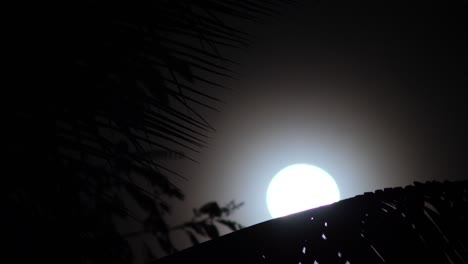 La-Luna-Llena-Se-Eleva-Sobre-La-Hoja-De-Una-Palmera-En-La-Isla-Grande-De-Hawaii