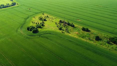 flying over green wheat fields