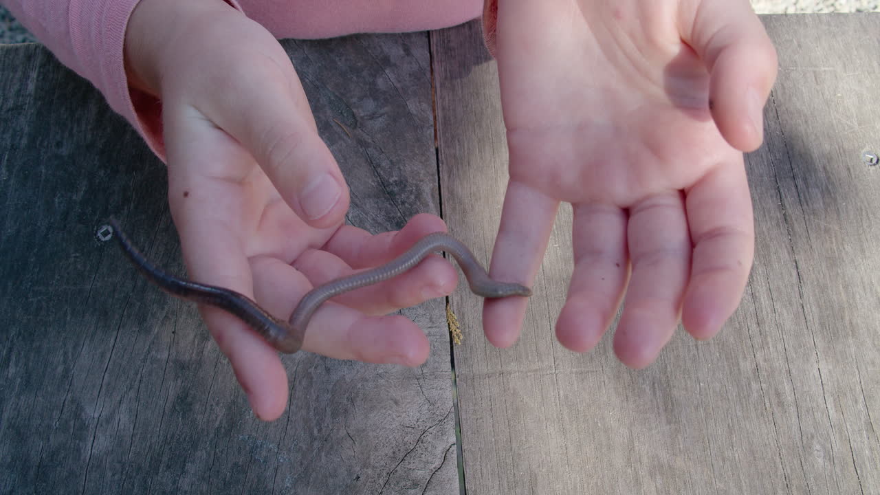 Close-up of a child's hands holding an earthworm as it crawls around.